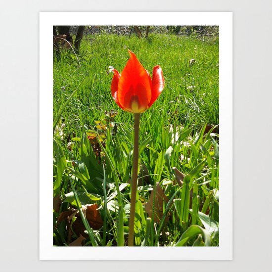 Red Tulip Art Print