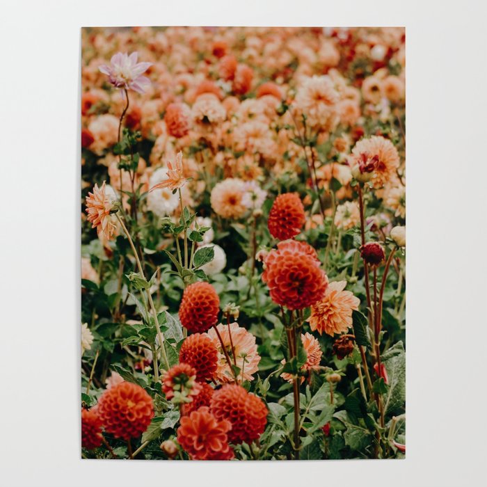 Vintage Flower Garden (Color) Poster
