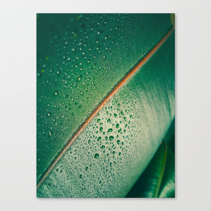 Close Up Of Tropical Succulent Green Leaf Canvas Print