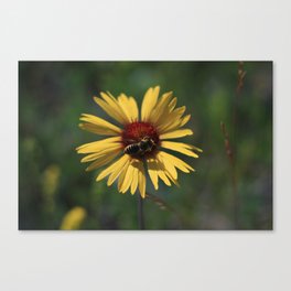 Honey Bee Canvas Print