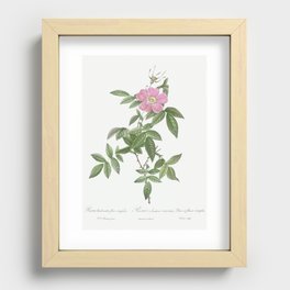 Boursault Rose, Rosa reclinata flore simplici from Les Roses (1817–1824) by Pierre-Joseph Redouté. Recessed Framed Print
