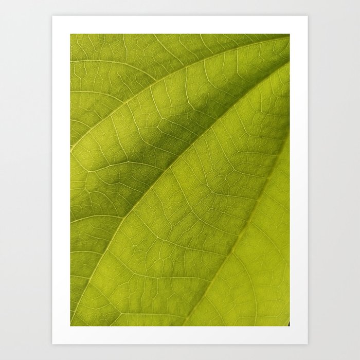 Leaf Art Print