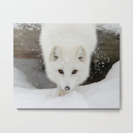 Fixated Metal Print | Foxy, Naturelover, Spiritual, Fluffy, Amazing, Wildlife, Animal, Wolf, Wild, Arcticfox 