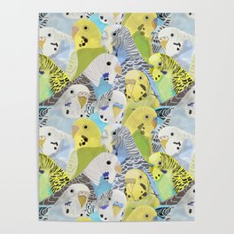 Budgie Parakeets Poster