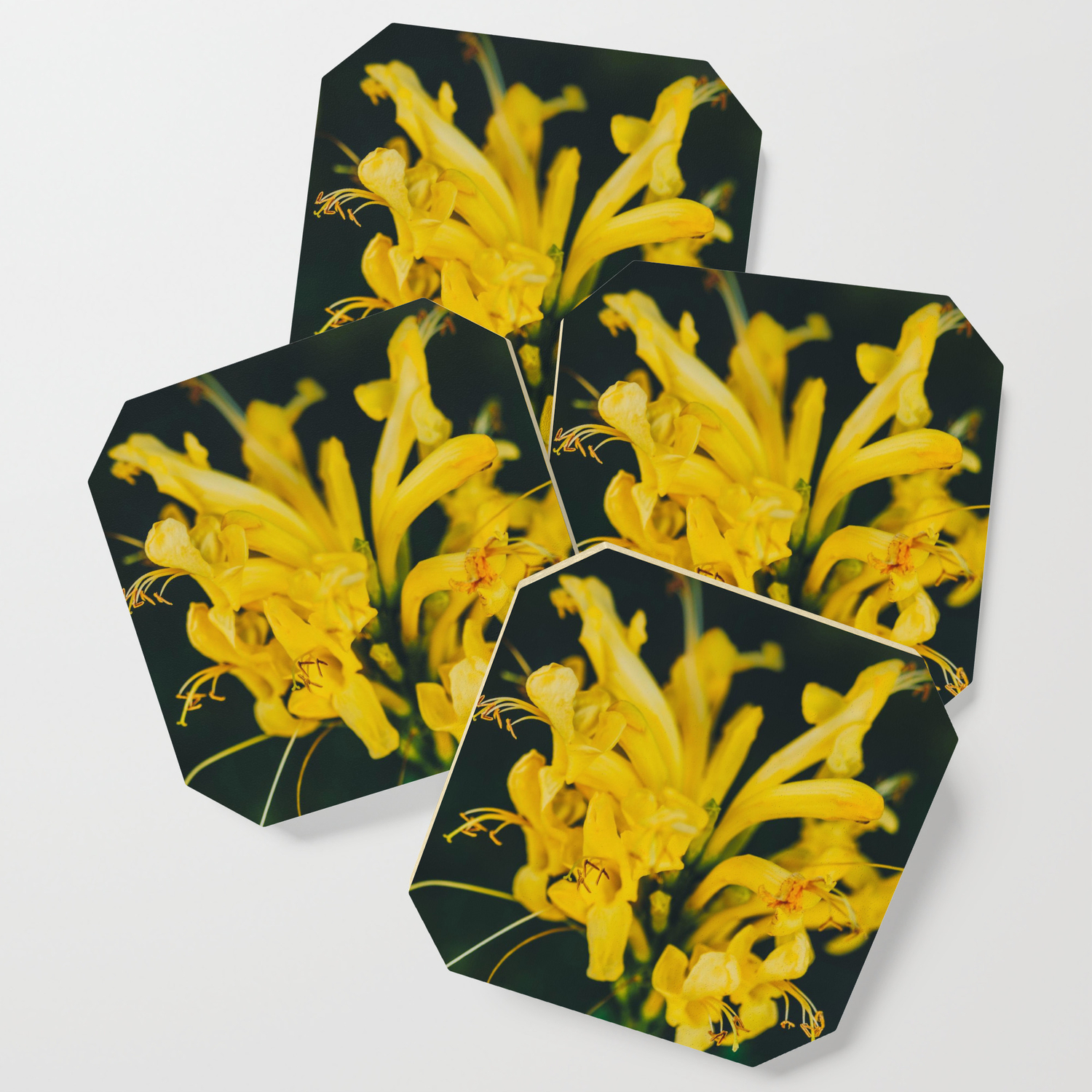 Beautiful Yellow Flowers Black Background Flowers Healthy