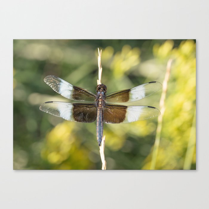 A perched dragonfly awaits a mate Canvas Print