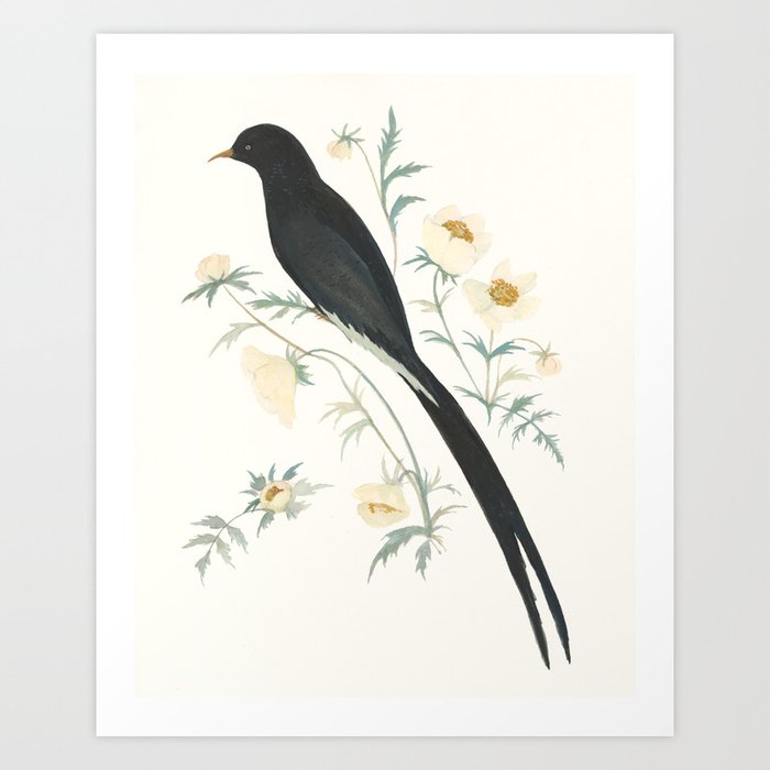 Black Winged Bird of Paradise Art Print