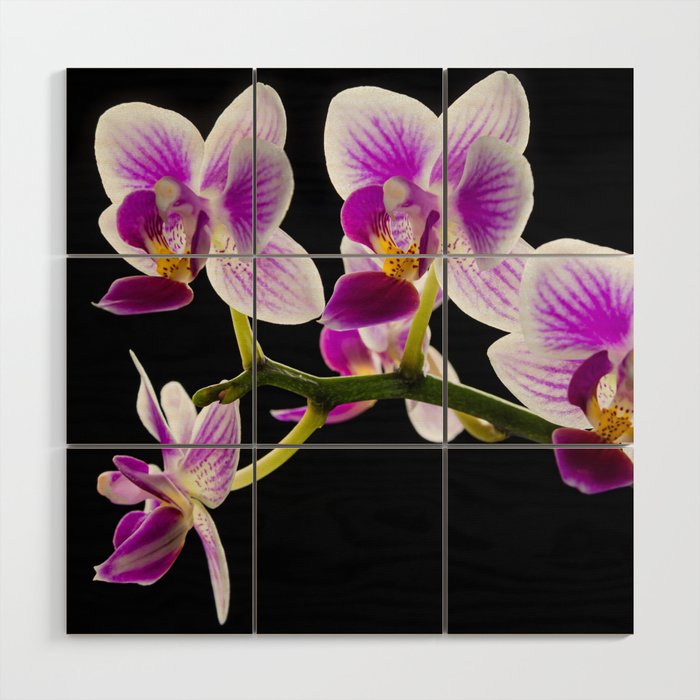 White and purple orchid Wood Wall Art