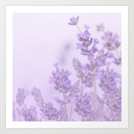 Lovely Lavenders Pastel Purple Background #decor #society6 #buyart Art Print