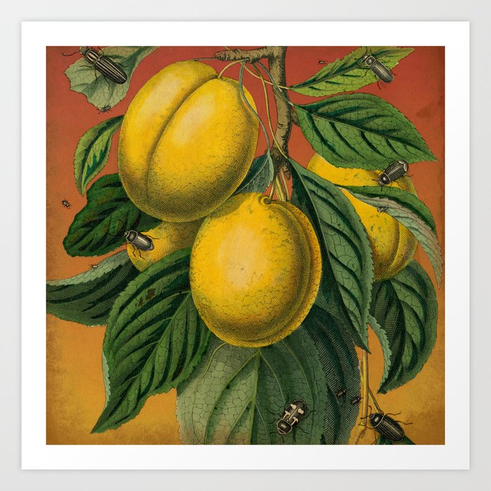 Plums with Bugs Art Print