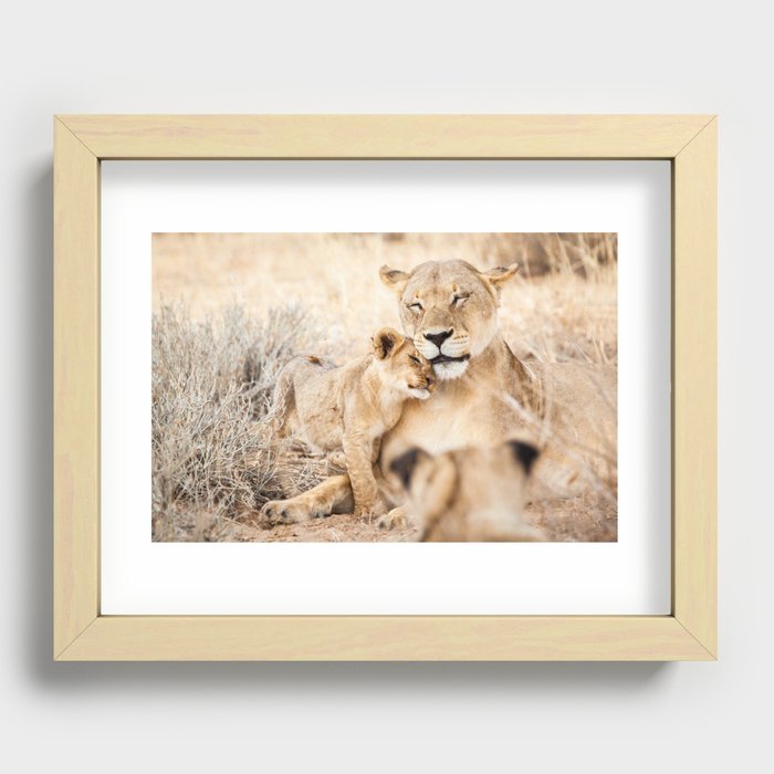 Lioness and a cub cuddling together; fine art travel photo Recessed Framed Print