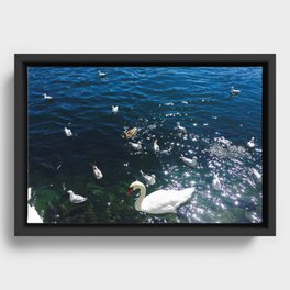 Pond, Water, Lake, Duck, Swan Framed Canvas