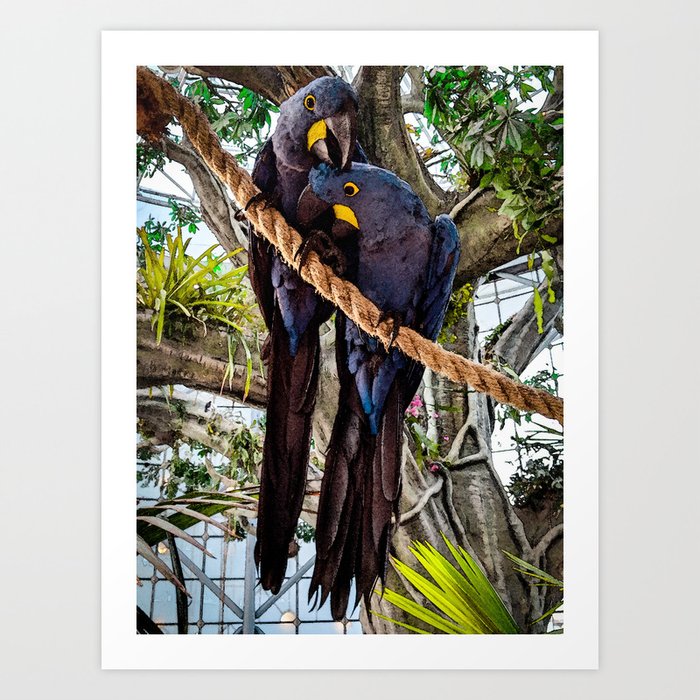 Hyacinth Macaws Art Print