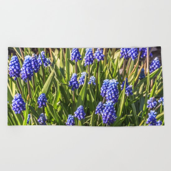Grape hyacinths muscari Beach Towel