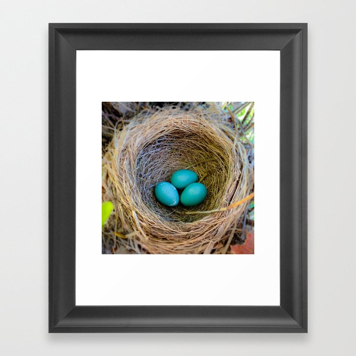 Three Little Robin's Eggs Framed Art Print