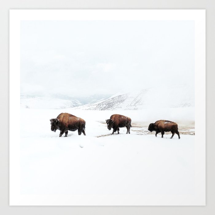 Frosty Bison Family on a Snowy Winter Day Art Print