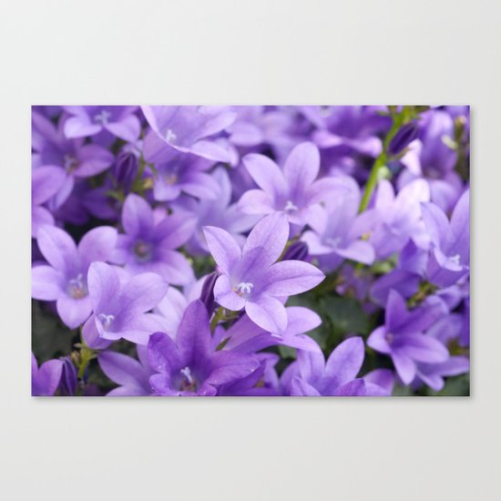 DREAMY - Purple flowers - Bellflower in the sun #1 Canvas Print