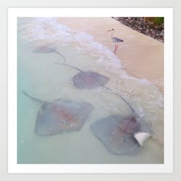 Maldives bird waves sting rays Art Print