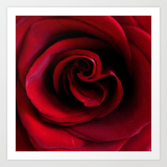 Rose 17 Art Print