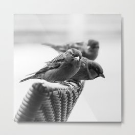 Sparrows On Chair Back Metal Print