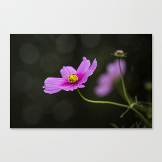 pink Cosmea summer flower Canvas Print