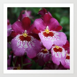 Tropical Flowers Orchids Art Print