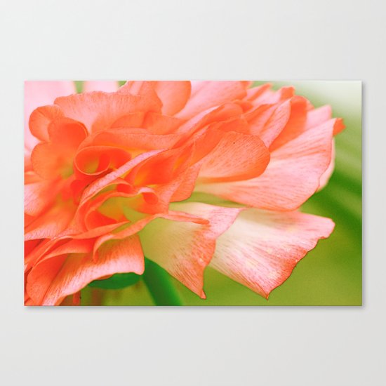 Vintage Ranunculus (6) Canvas Print