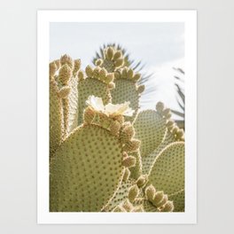 Blooming Cactus Plant Art Print | Botanical Garden In Éze, France Travel Photography | Tropical Green Cacti Photo Art Print