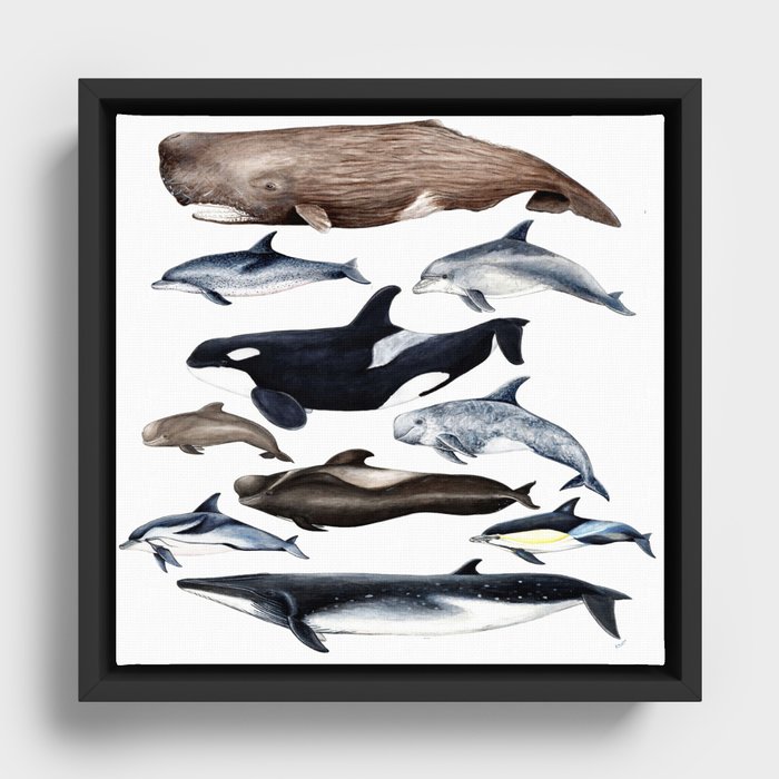 Atlantic whales, dolphins and orca Framed Canvas