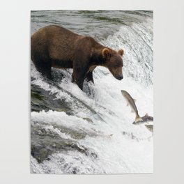 Patience pays off for a fishing grizzly bear Poster