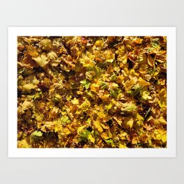 Carpet of Gold - autumn leaves Art Print
