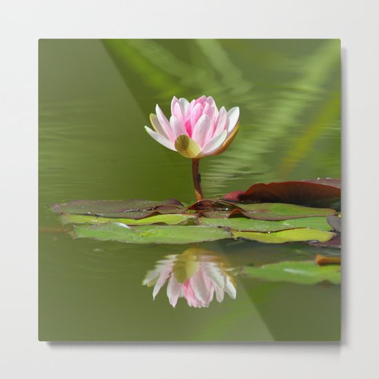 Water_Lily_2015_0501 Metal Print