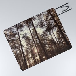 Pine Tree Canopy with Winter Sun in Old  Picnic Blanket
