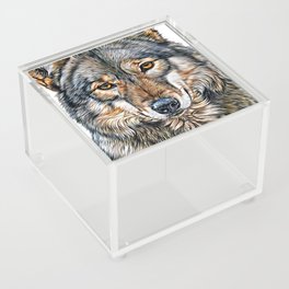 Cute Wolf Staring  Acrylic Box