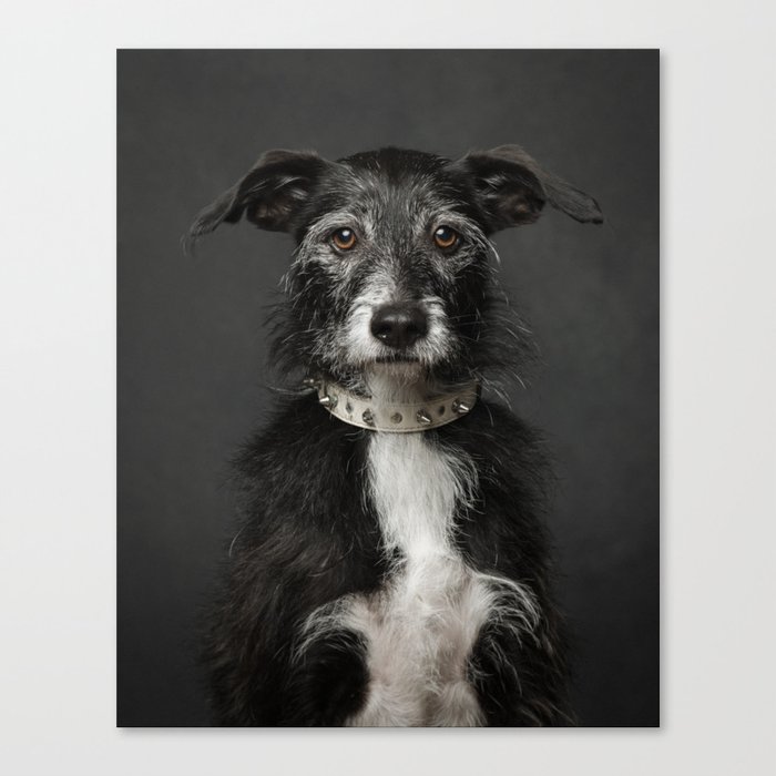 Saga, a dog portrait Canvas Print