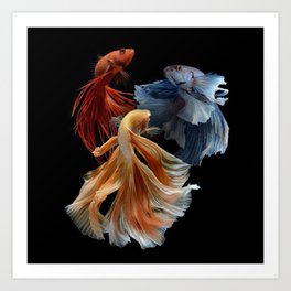 BEAUTIFUL BETA FISH Art Print