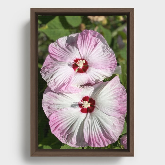 Double Hibiscus Flowers Framed Canvas