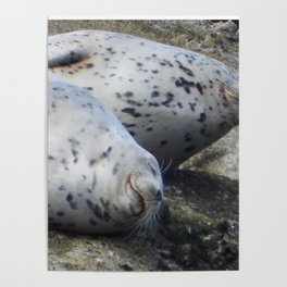 Happy Harbor Seals Poster