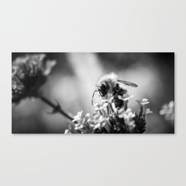 Bee on Flower in Black and White Canvas Print
