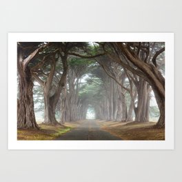 Cypress Tree Tunnel Canopy, Point Reyes Art Print