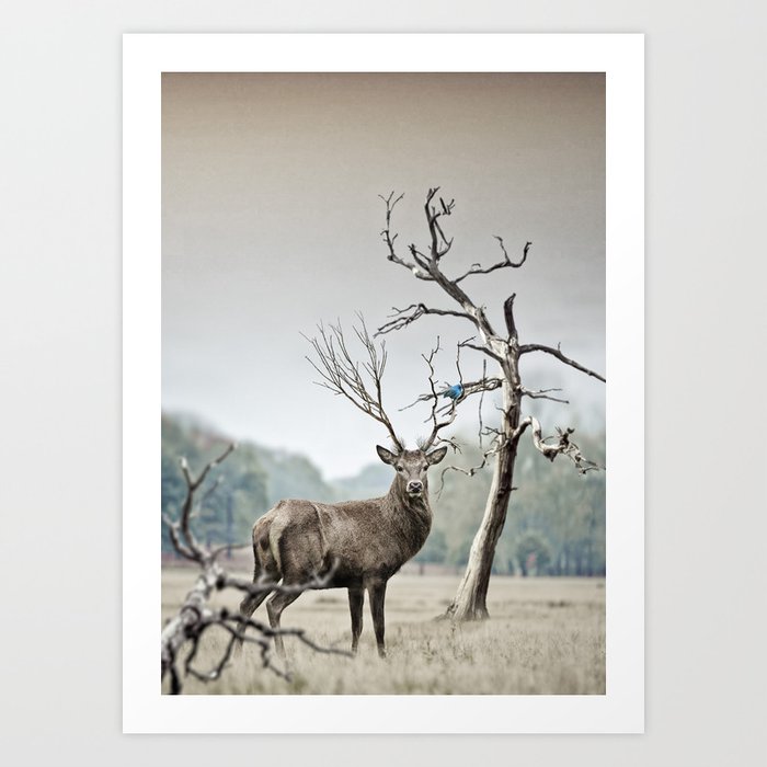 Deer Art Print