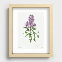 Persian lilac (lilac persica) from Traité des Arbres et Arbustes que l’on cultive en France en plein Recessed Framed Print