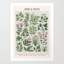 Herbs & Spices - turquoise Art Print