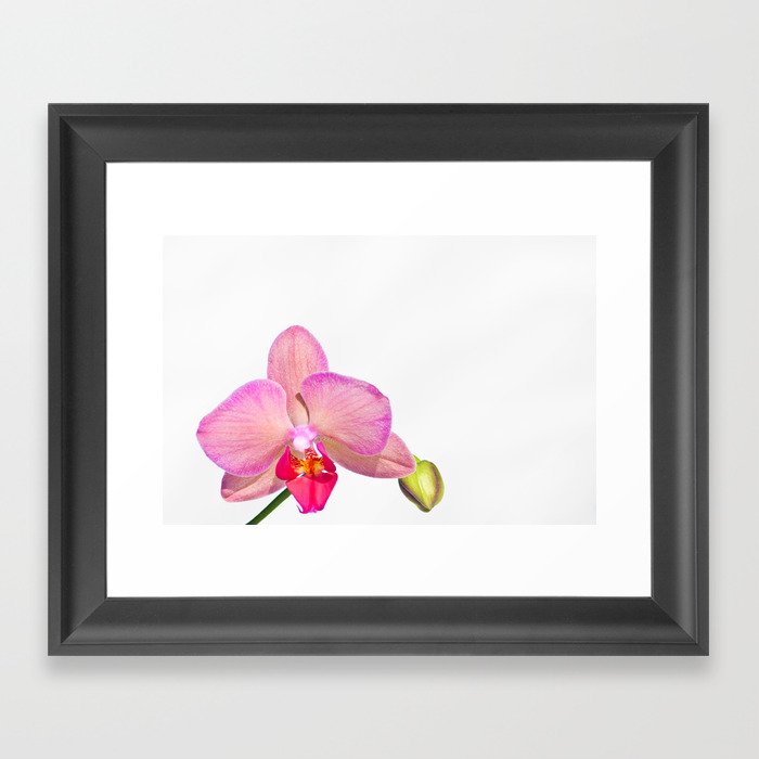 Orchid Pink Framed Art Print