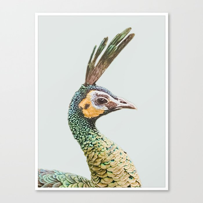 Peacockin' Canvas Print