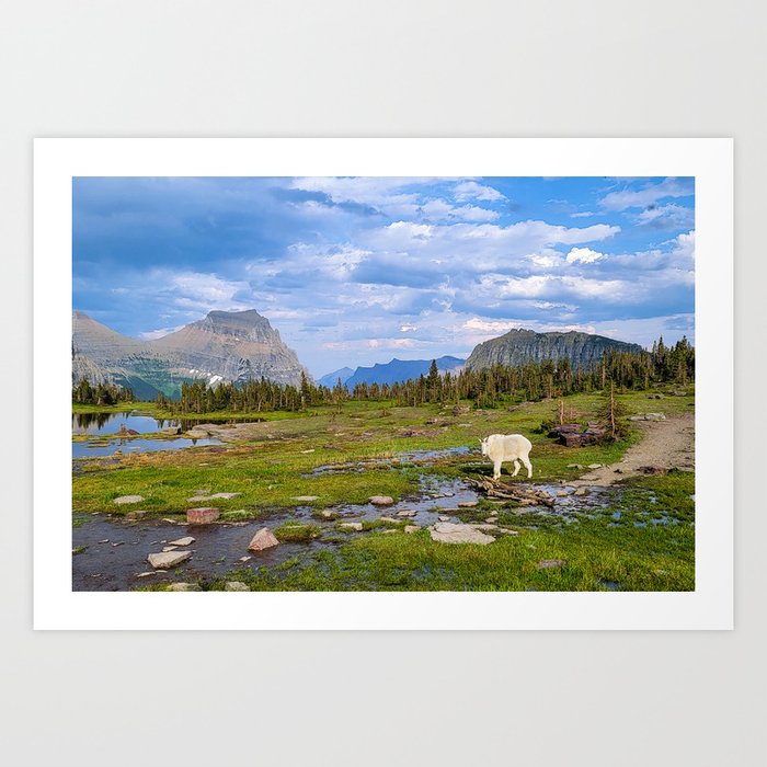 Mountain Goat in Glacier National Park Art Print