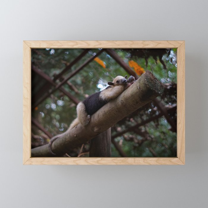 A sleeping mini anteater at Alturas Sanctuary in Costa Rica Framed Mini Art Print