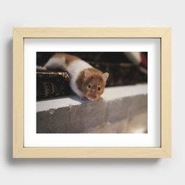 Cute Hamster Recessed Framed Print