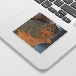 Squirrel Having a Munch Sticker