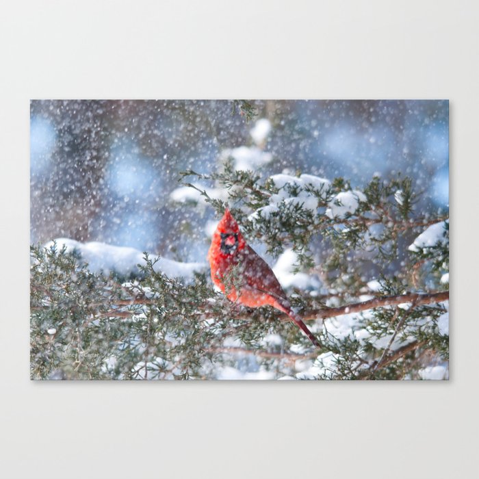 Let It Snow: Northern Cardinal Canvas Print